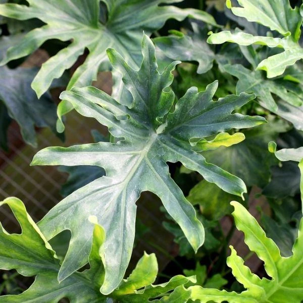 Garden Goods Direct Philodendron Hope House Plants 4 Garden Goods Direct Philodendron Hope House Plants