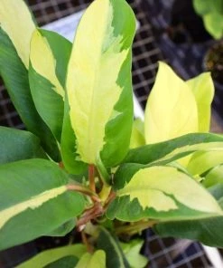 Garden Goods Direct Philodendron Thai Sunrise House Plants