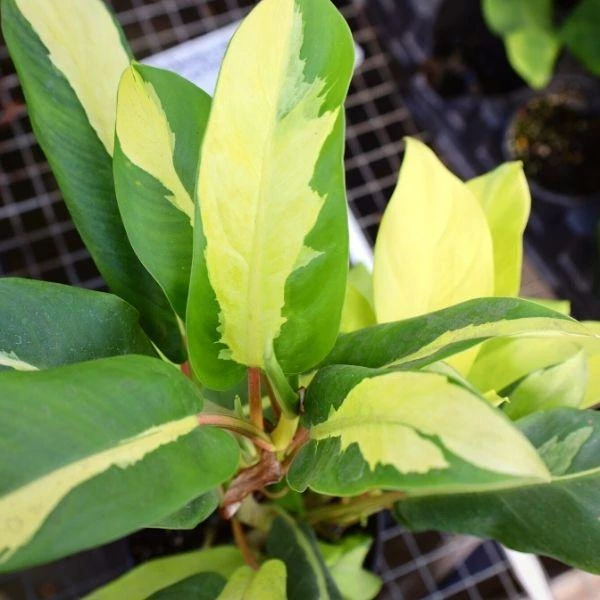 Garden Goods Direct Philodendron Thai Sunrise House Plants 1 Garden Goods Direct Philodendron Thai Sunrise House Plants