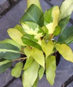 Garden Goods Direct Philodendron Thai Sunrise House Plants