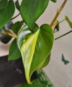 Garden Goods Direct House Plants Philodendron Brasil