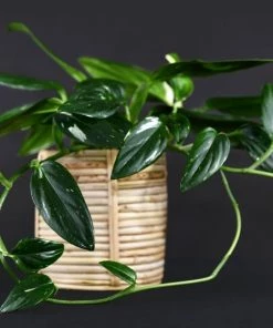 Garden Goods Direct Philodendron Cobra House Plants