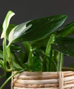 Garden Goods Direct Philodendron Cobra House Plants