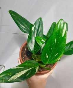 Garden Goods Direct Philodendron Cobra House Plants