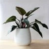 Garden Goods Direct Philodendron Congo Rojo House Plants