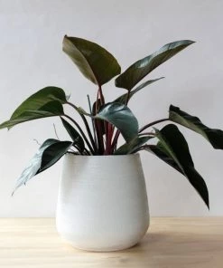 Garden Goods Direct Philodendron Congo Rojo House Plants