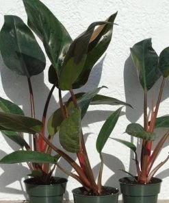 Garden Goods Direct Philodendron Congo Rojo House Plants