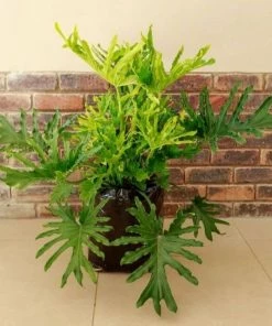 Garden Goods Direct Philodendron Lickety Split House Plants
