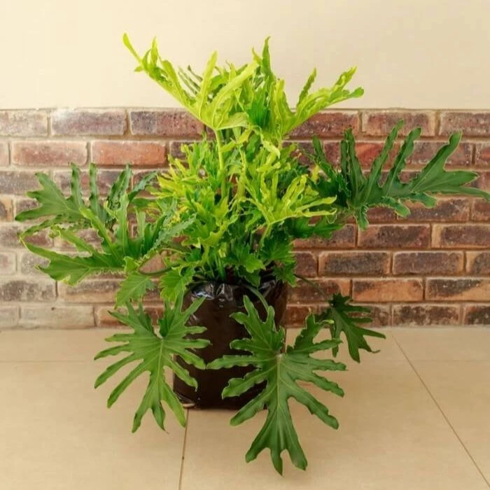 Garden Goods Direct Philodendron Lickety Split House Plants 1 Garden Goods Direct Philodendron Lickety Split House Plants