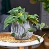 Garden Goods Direct House Plants Philodendron Micans