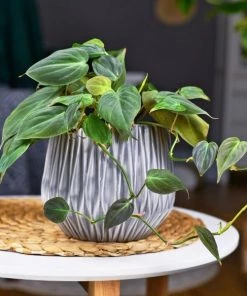 Garden Goods Direct House Plants Philodendron Micans