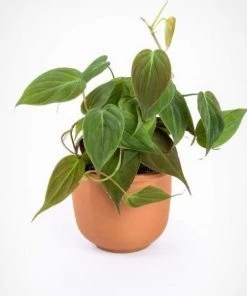 Garden Goods Direct House Plants Philodendron Micans 6 Garden Goods Direct House Plants Philodendron Micans
