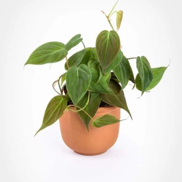 Garden Goods Direct House Plants Philodendron Micans 3 Garden Goods Direct House Plants Philodendron Micans