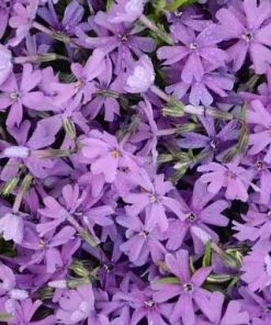 Garden Goods Direct Phlox Purple Beauty