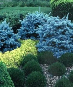 Garden Goods Direct Shrubs Globe Blue Spruce