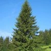 Garden Goods Direct Trees Norway Spruce