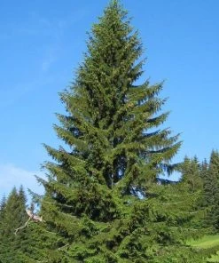 Garden Goods Direct Trees Norway Spruce