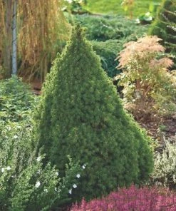 Garden Goods Direct Dwarf Alberta Spruce Trees