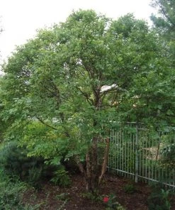 Garden Goods Direct Dwarf River Birch Little King Trees