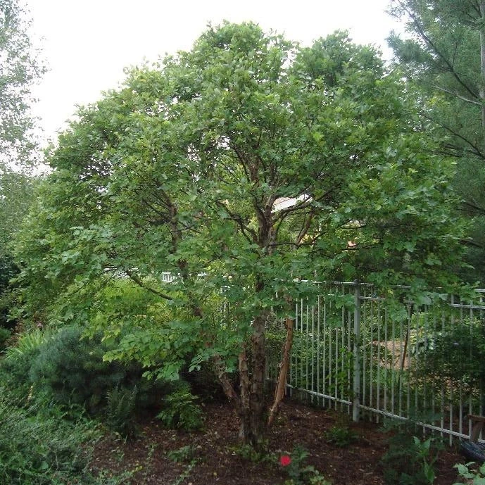 Garden Goods Direct Dwarf River Birch Little King Trees 2 Garden Goods Direct Dwarf River Birch Little King Trees