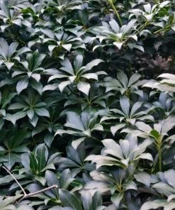 Garden Goods Direct Pieris Cavatine