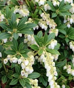 Garden Goods Direct Pieris Cavatine