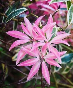 Garden Goods Direct Pieris Flaming Silver Shrubs