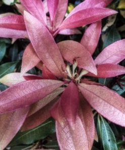 Garden Goods Direct Shrubs Pieris Katsura