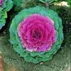 Garden Goods Direct Annuals Pigeon Pink Flowering Kale