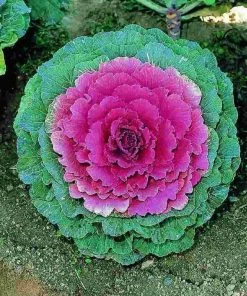 Garden Goods Direct Annuals Pigeon Pink Flowering Kale