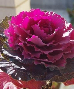Garden Goods Direct Annuals Pigeon Red Flowering Kale