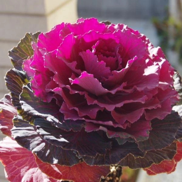 Garden Goods Direct Annuals Pigeon Red Flowering Kale 2 Garden Goods Direct Annuals Pigeon Red Flowering Kale