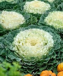 Garden Goods Direct Pigeon White Flowering Kale
