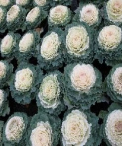 Garden Goods Direct Pigeon White Flowering Kale