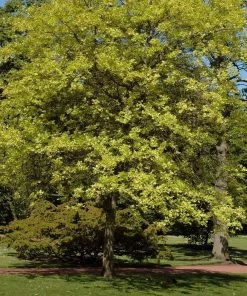 Garden Goods Direct Trees Pin Oak