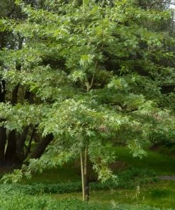 Garden Goods Direct Trees Pin Oak