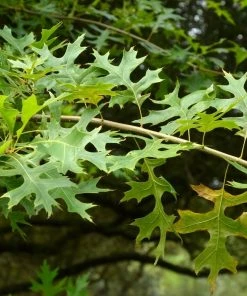 Garden Goods Direct Trees Pin Oak