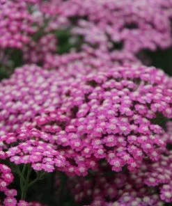 Garden Goods Direct Achillea Pink Grapefruit Perennials
