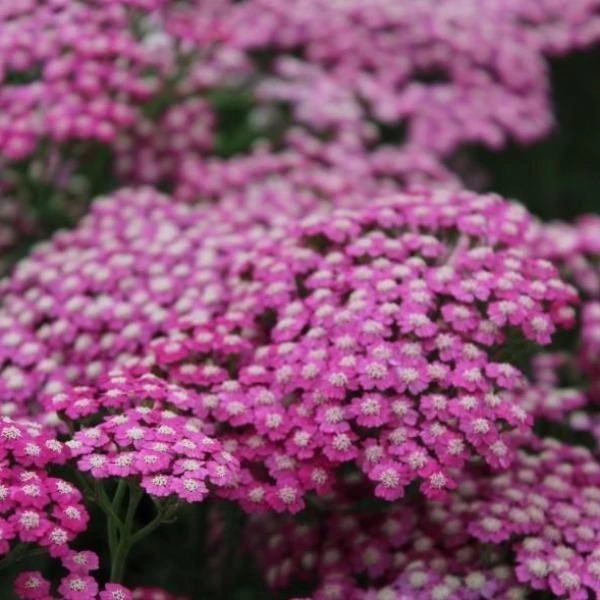 Garden Goods Direct Achillea Pink Grapefruit Perennials 2 Garden Goods Direct Achillea Pink Grapefruit Perennials