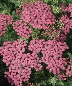 Garden Goods Direct Achillea Pink Grapefruit Perennials 5 Garden Goods Direct Achillea Pink Grapefruit Perennials