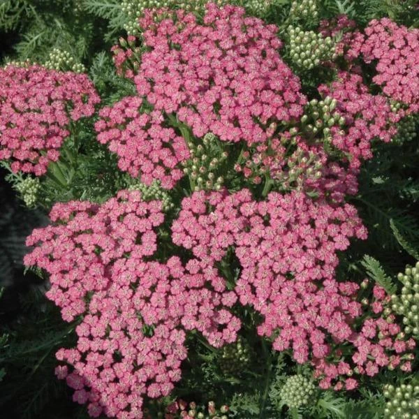 Garden Goods Direct Achillea Pink Grapefruit Perennials 3 Garden Goods Direct Achillea Pink Grapefruit Perennials