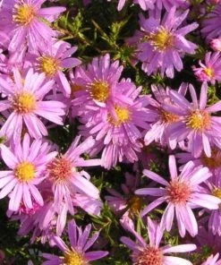 Garden Goods Direct Aster Woods Pink
