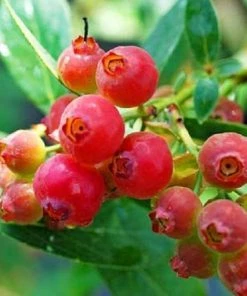 Garden Goods Direct Pink Lemonade Blueberry Bushes