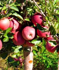 Garden Goods Direct Trees Pink Lady Apple Tree
