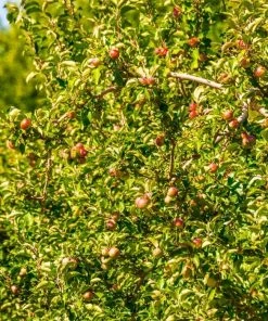 Garden Goods Direct Trees Pink Lady Apple Tree