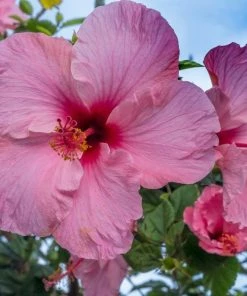 Garden Goods Direct House Plants Pink Hibiscus