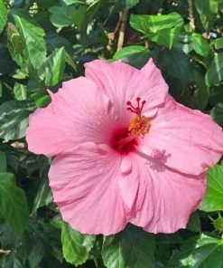 Garden Goods Direct House Plants Pink Hibiscus