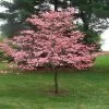 Garden Goods Direct Pink Dogwood Trees