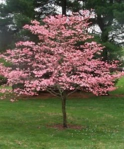 Garden Goods Direct Pink Dogwood Trees