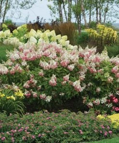 Garden Goods Direct Proven Winners® Color Choice® Pinky Winky® Hydrangea Shrubs